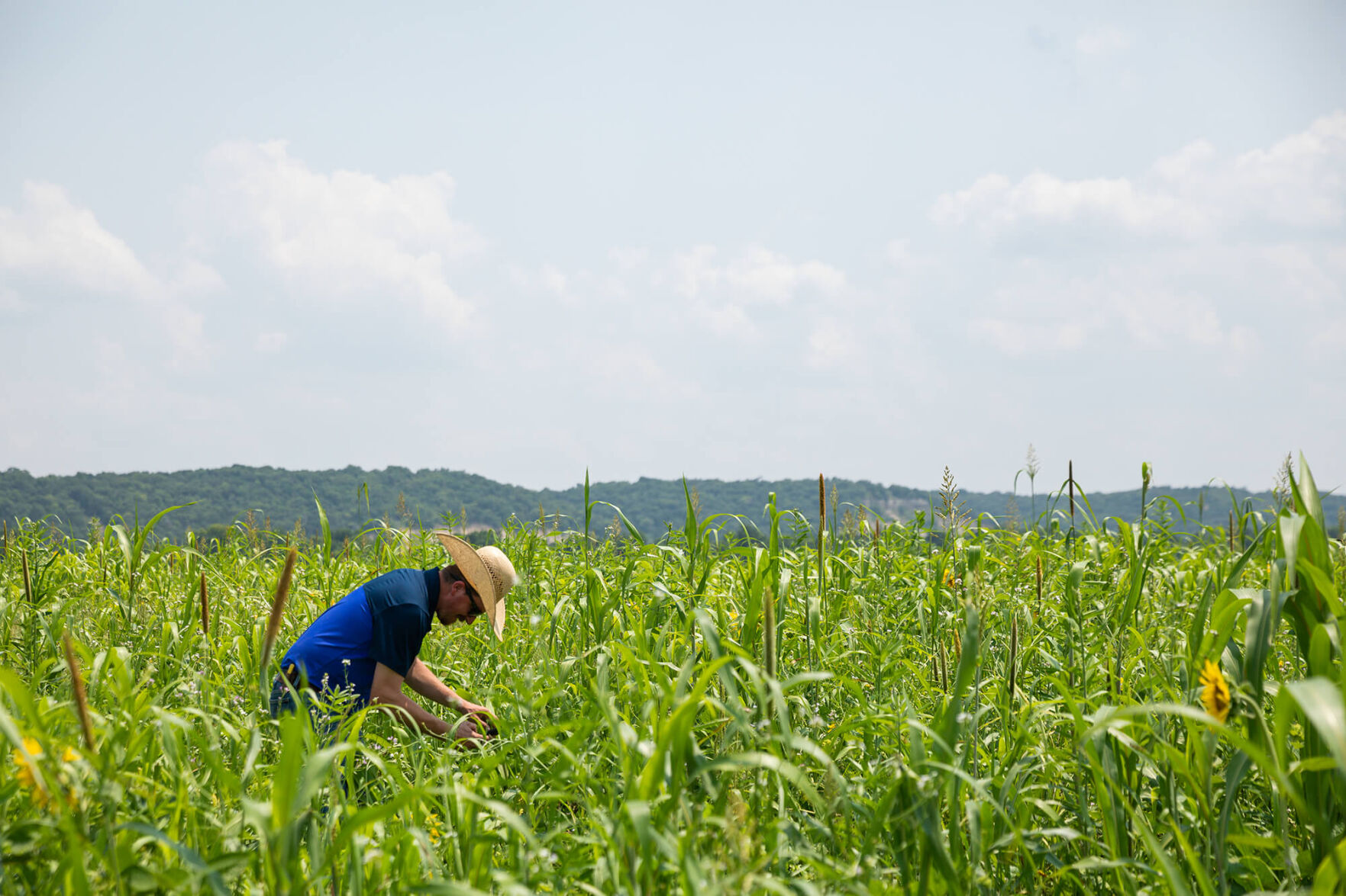 Grazing research project 3.jpg